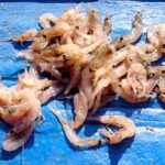 悪臭オキアミ発酵臭、自力に完全消去できるかな